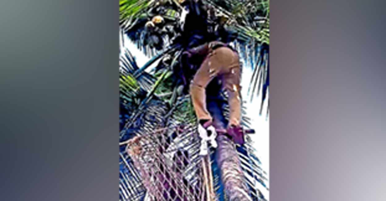 Fire and rescue personnel helping the man trapped in coconut tree. Photo: Special arrangement