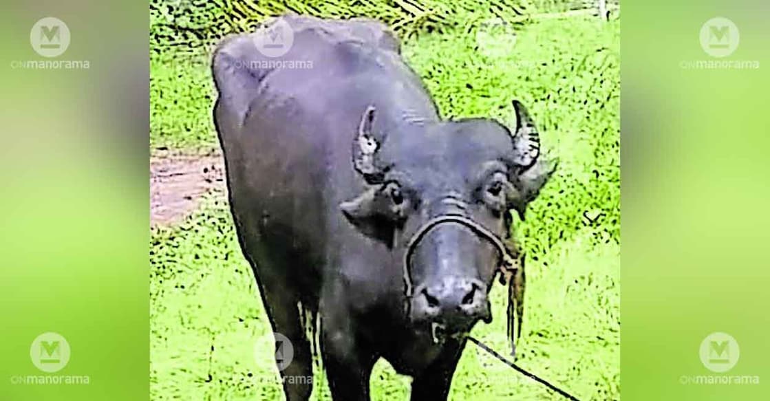 buffalo-neeleswaram buffalo-neeleswaram