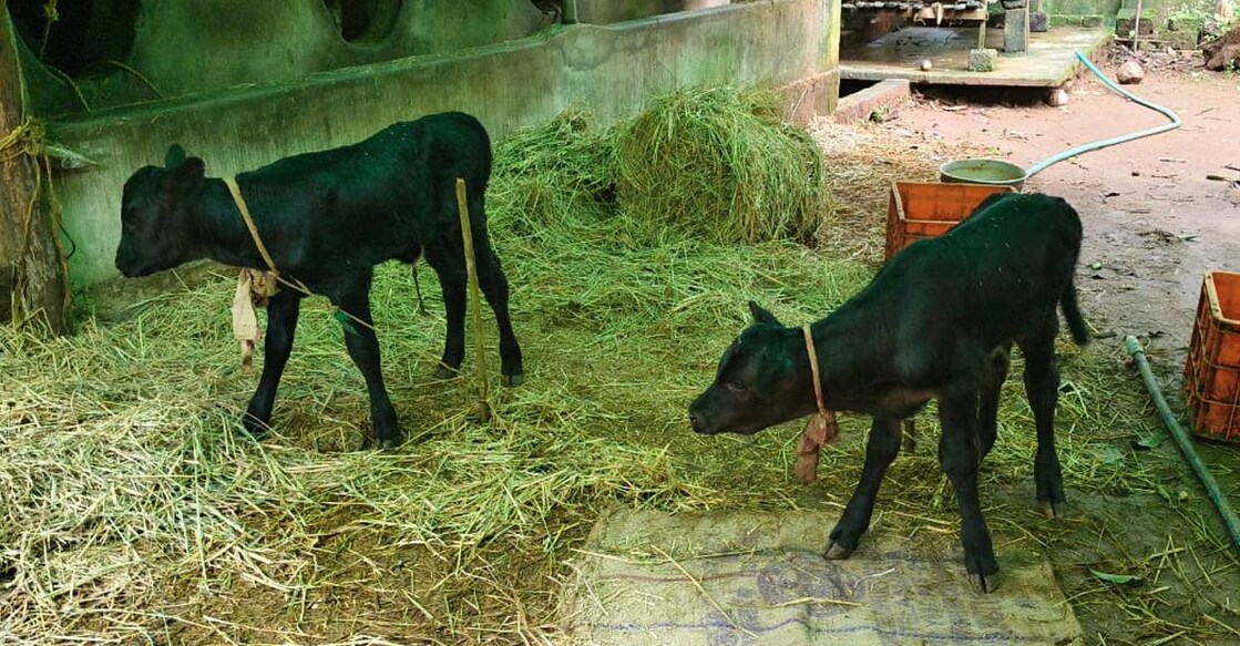 The set of female twin calves born on the farm of Sibichan Joseph in Nedumkandam, Idukki, following insemination carried out by the veterinary dispensary in Valaithovala. Photo: Special arrangement. 