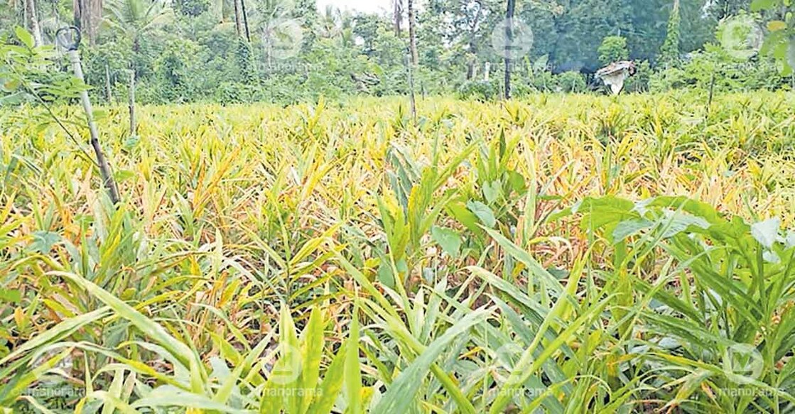 crop-disease-wayanad