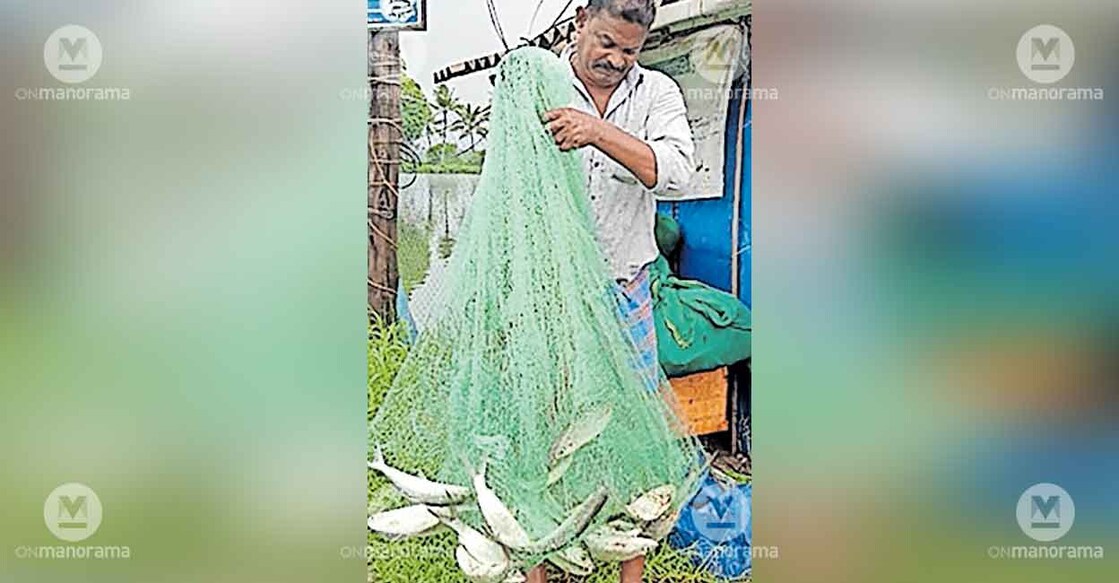 fish-harvest-shaji-farm