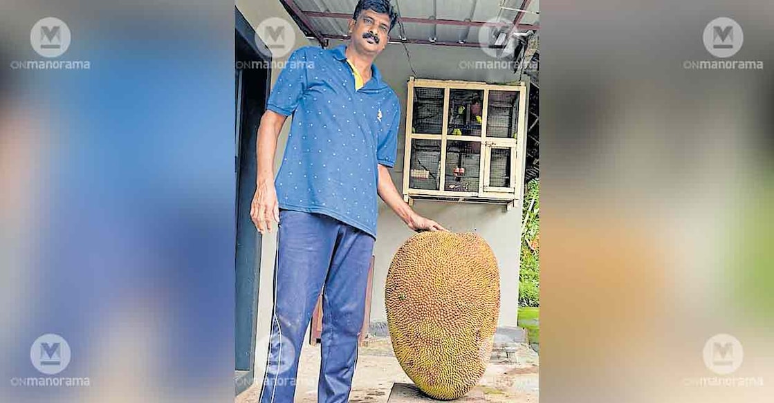 giant-jackfruit giant-jackfruit