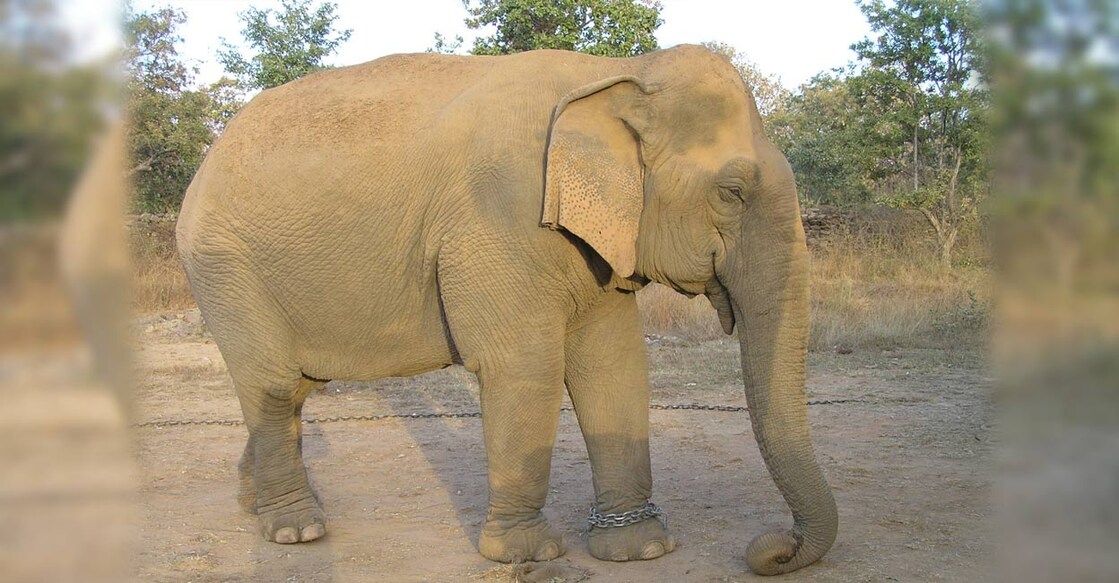 Vatsala at the Panna Tiger Reserve in Madhya Pradesh. Photo: Special Arrangement. 