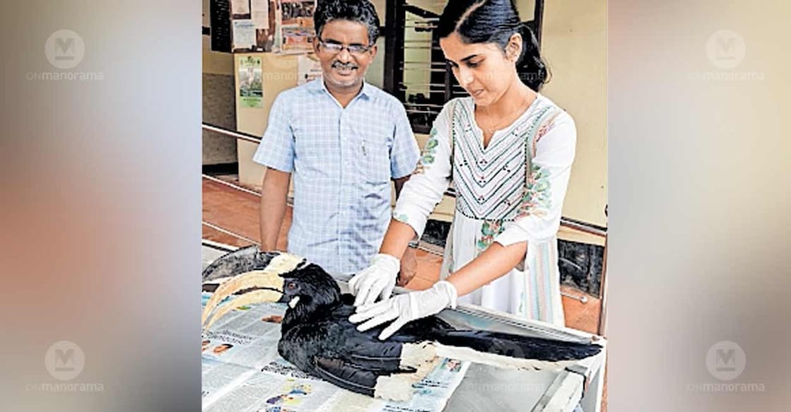 The Malabar pied hornbill found in distress at Mudayrinji receives treatment under the supervision of veterinary surgeon D. Sharanya. Photo: Special arrangement