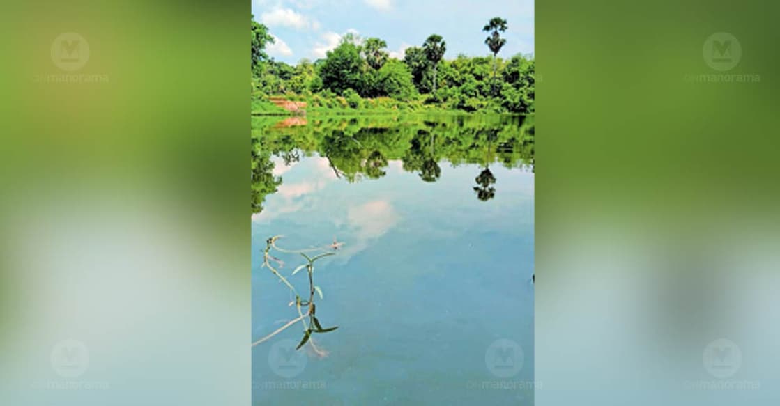 Irakulam pond in Palakkad. Photo: Special arrangement