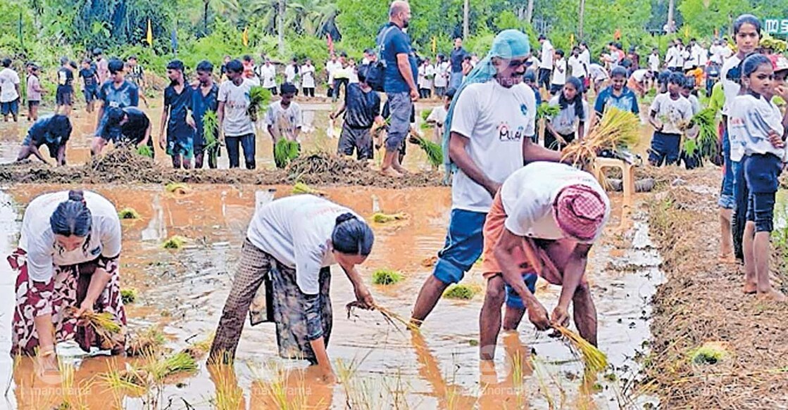 Biology teachers planting traditional rice seeds at Palathukara, part of the Bekkal Muthiyakkal paddy lands. Photo: Manorama