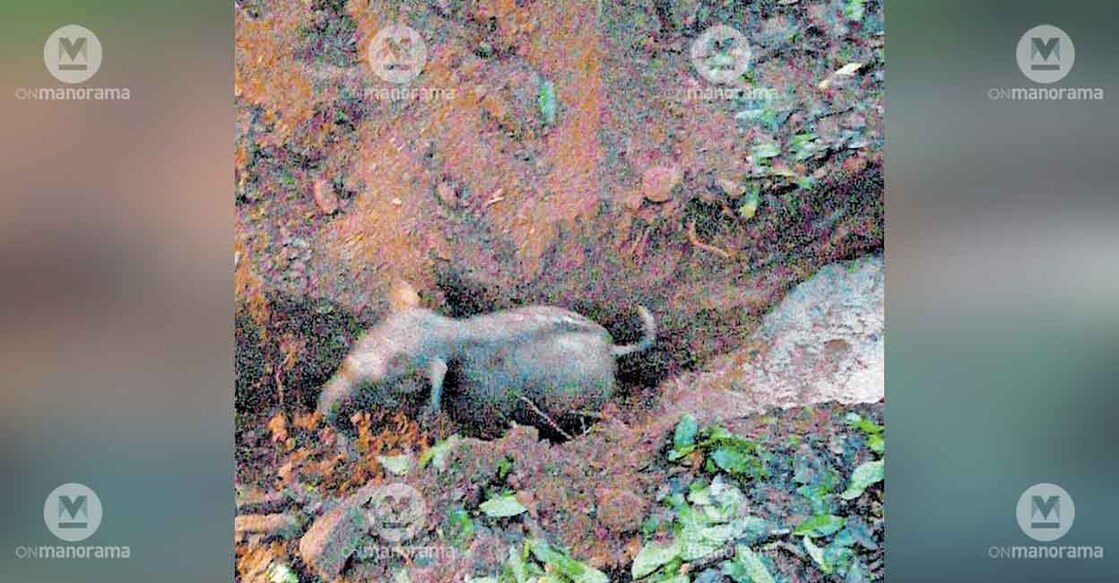 baby-elephant-rescue