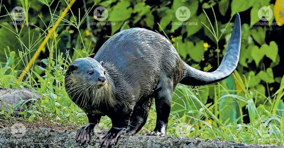 otter-attacks otter-attacks