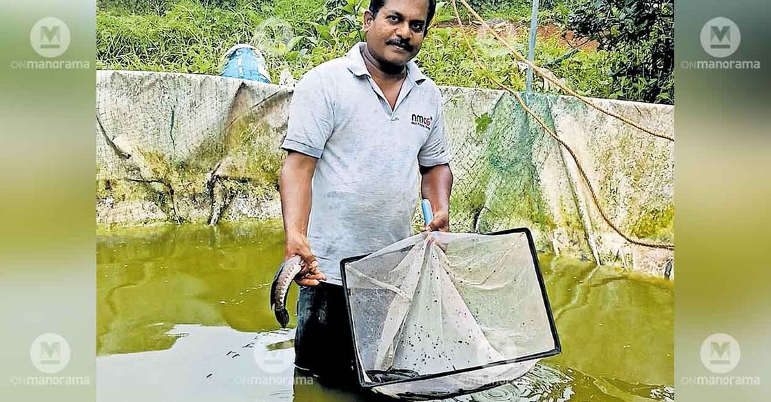 kerala-fish-farming
