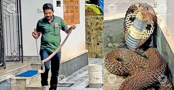 Meet Faisal Vilakkod in Kannur who has caught over 3200 snakes in the high range