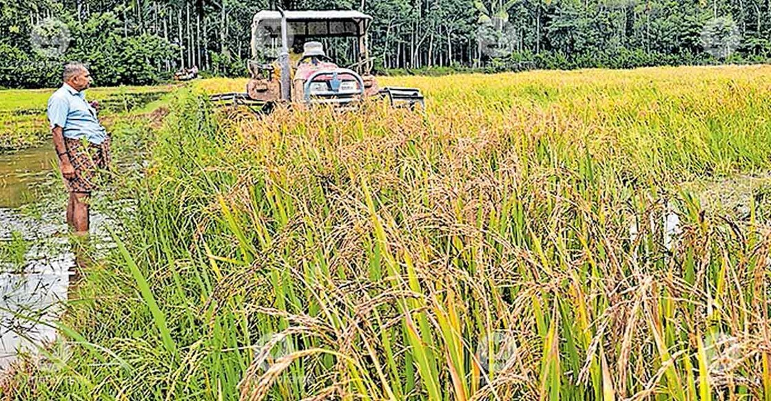 paddy-flood-panamaram