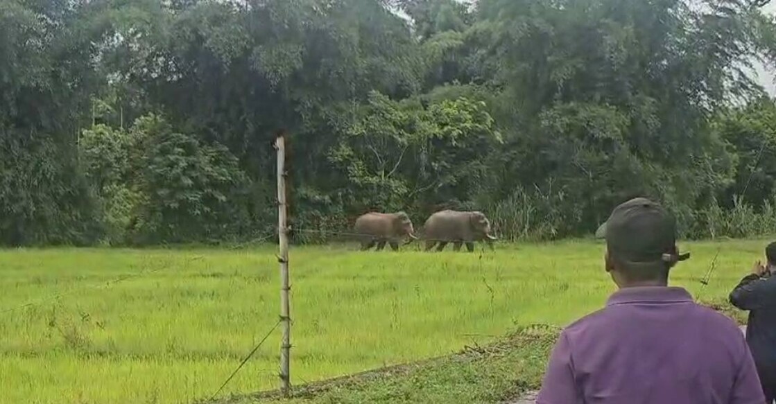 The patrol team guiding the elephants back to the forest. Photo: Special arrangement. 
