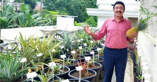Kerala CA wants exotic fruits in diet, grows 80 pineapple varieties on rooftop, orchard in backyard