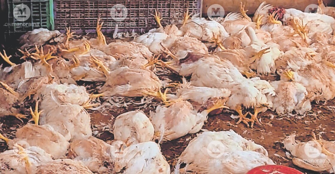 Chickens lie dead inside a poultry shop in Pattithara. Photo: Manorama