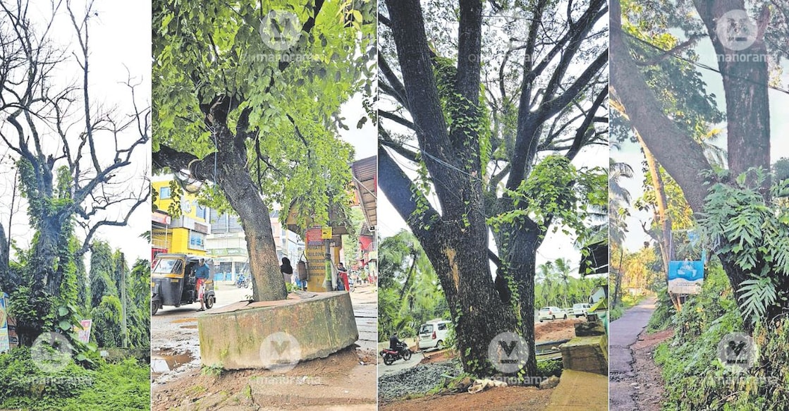 Decaying trees at risk of falling. Photo: Manorama