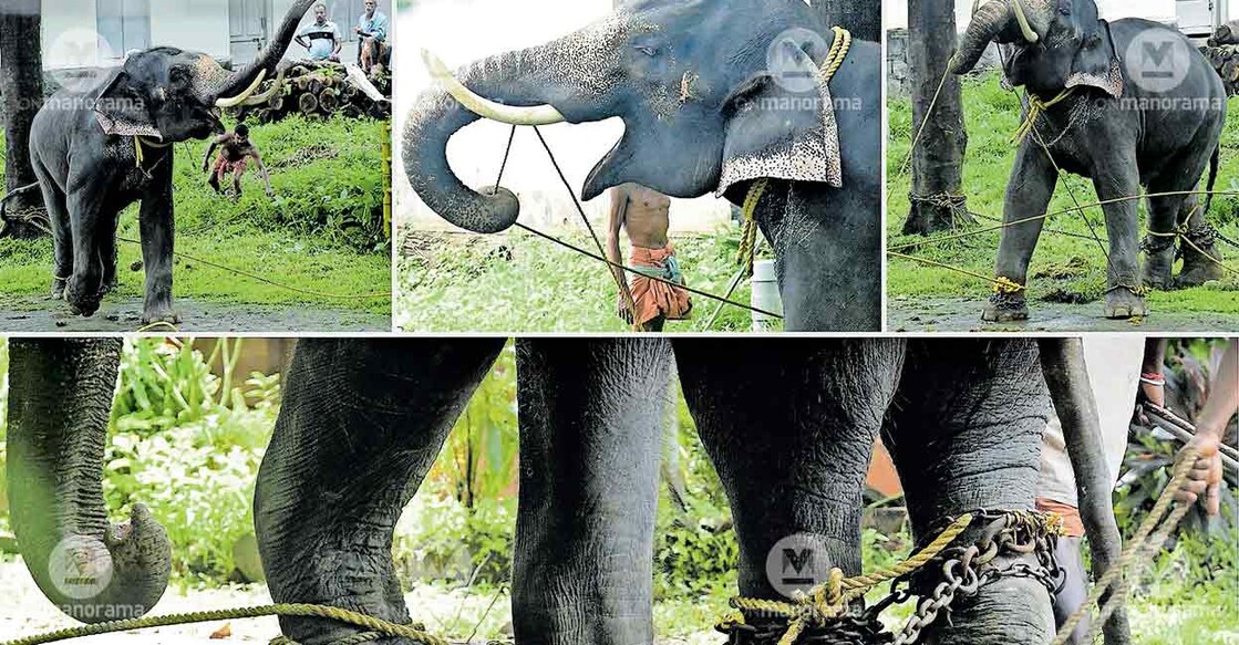 konni-elephant-musth