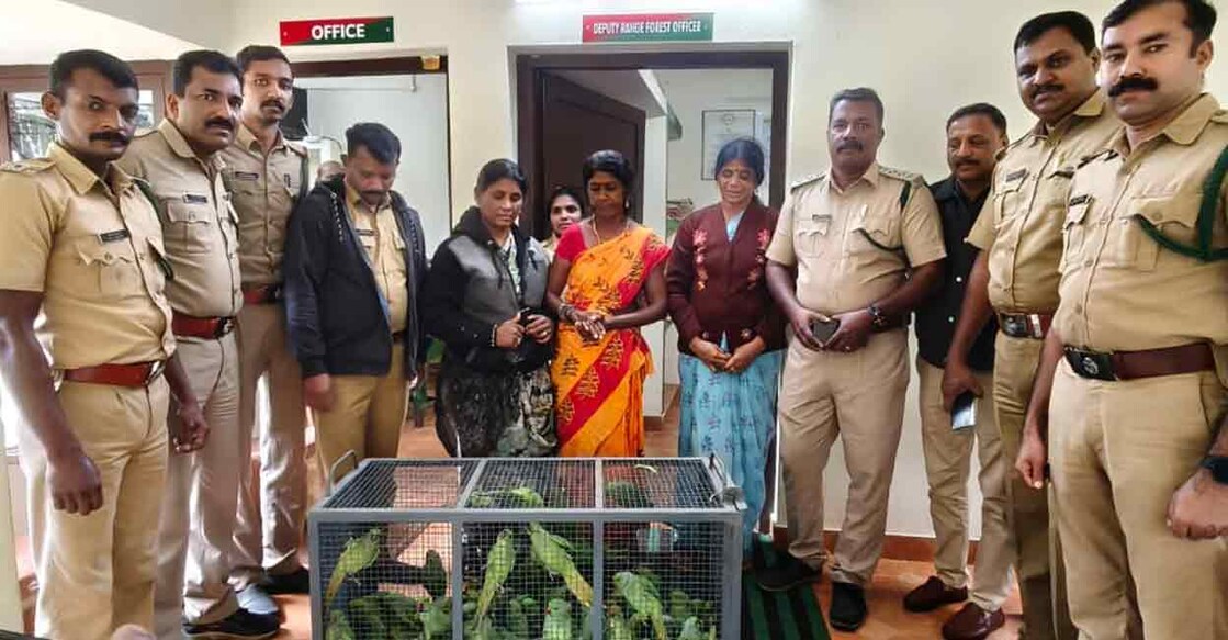 Forest officials seized 139 parakeets, crammed into small cages, during the raid. Photo: Special arrangement