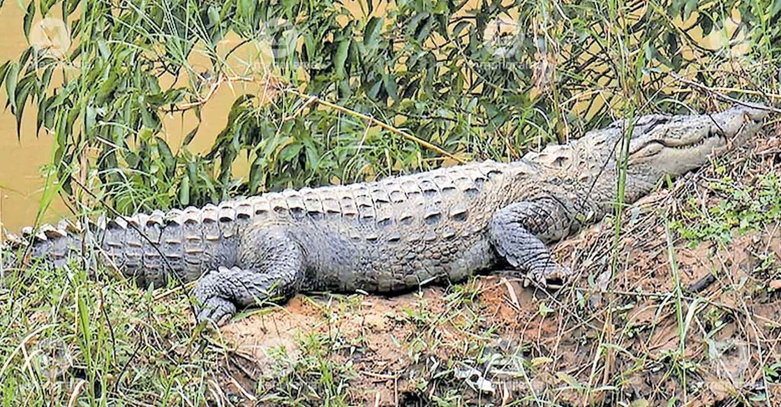 crocodile-panamaram-river