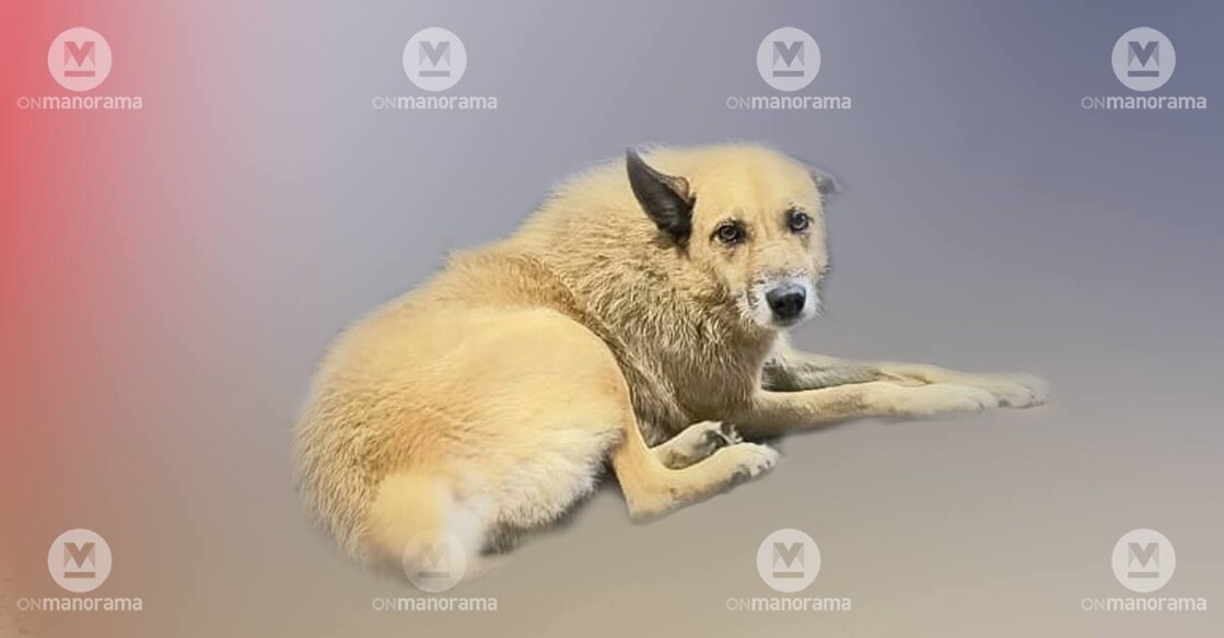 pet-dog-kottayam-4jpg