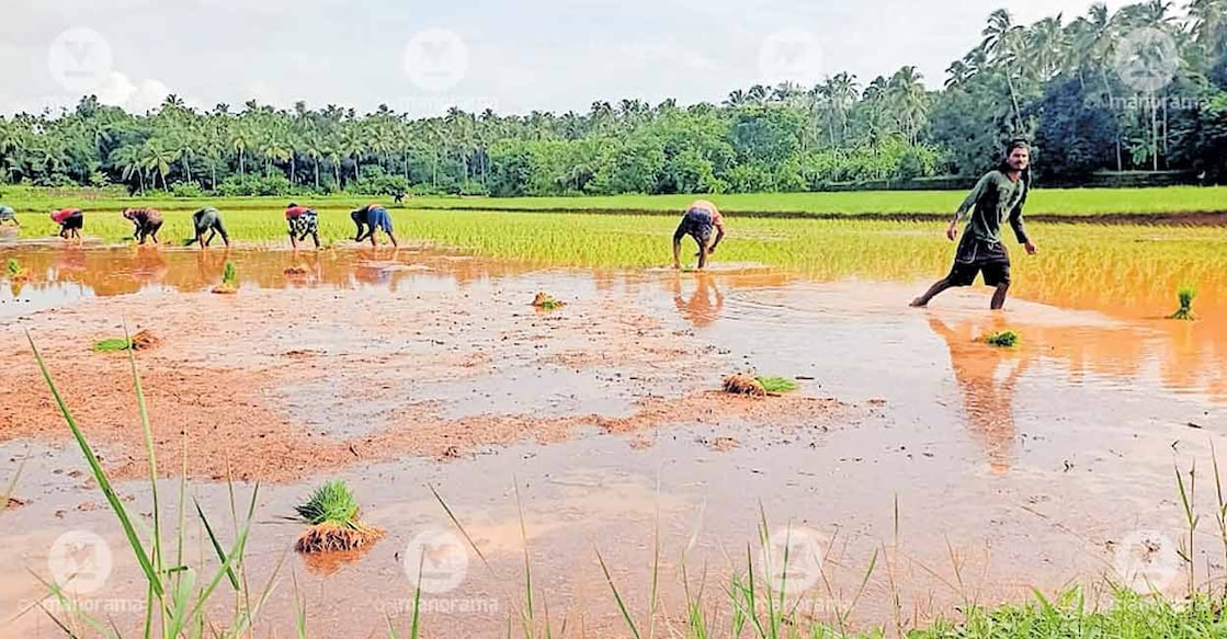paddy-saplings paddy-saplings