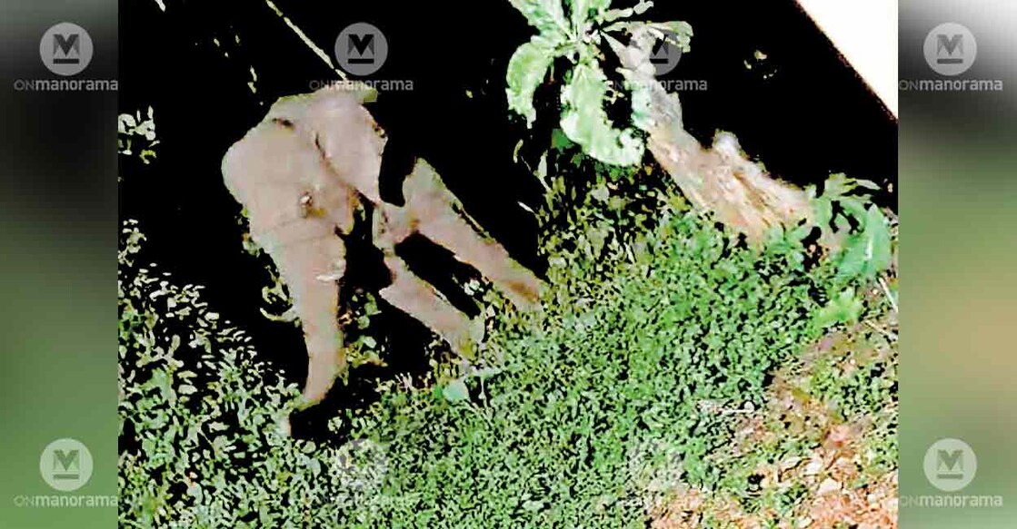 wild-tusker-pezhumpara