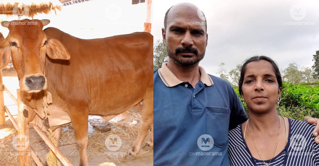 sahiwal-cow-case-kasaragod Representational image of Sahiwal Cow (left) and Mathai and wife Soumya (right). Photo: Manorama Archieves, Special Arrangement