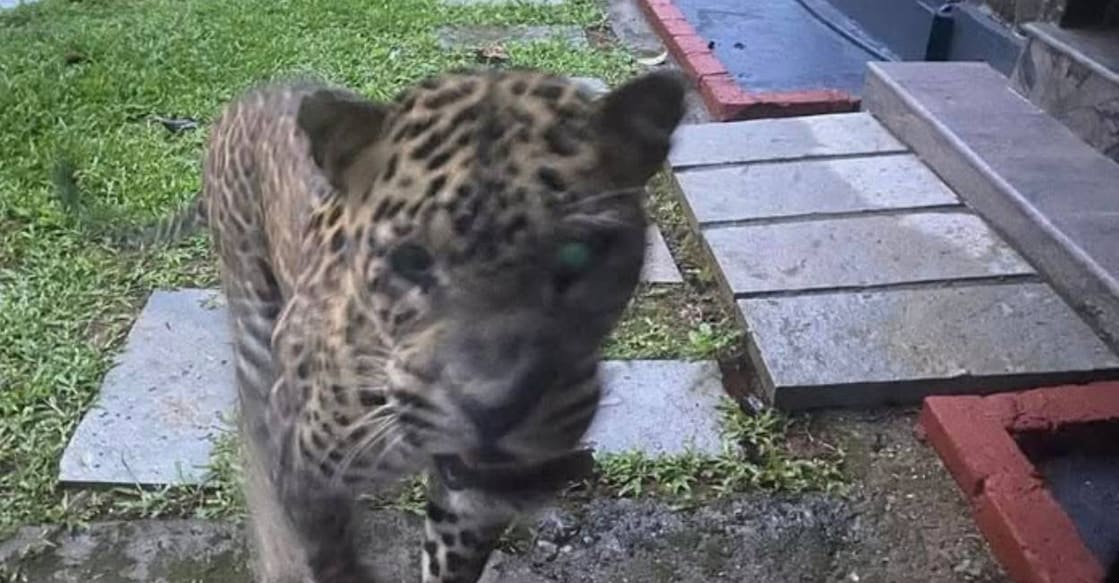leopard-wayanad-resort Leopard caught on the camera of the tourist in Wayanad resort. Photo: Special Arrangement