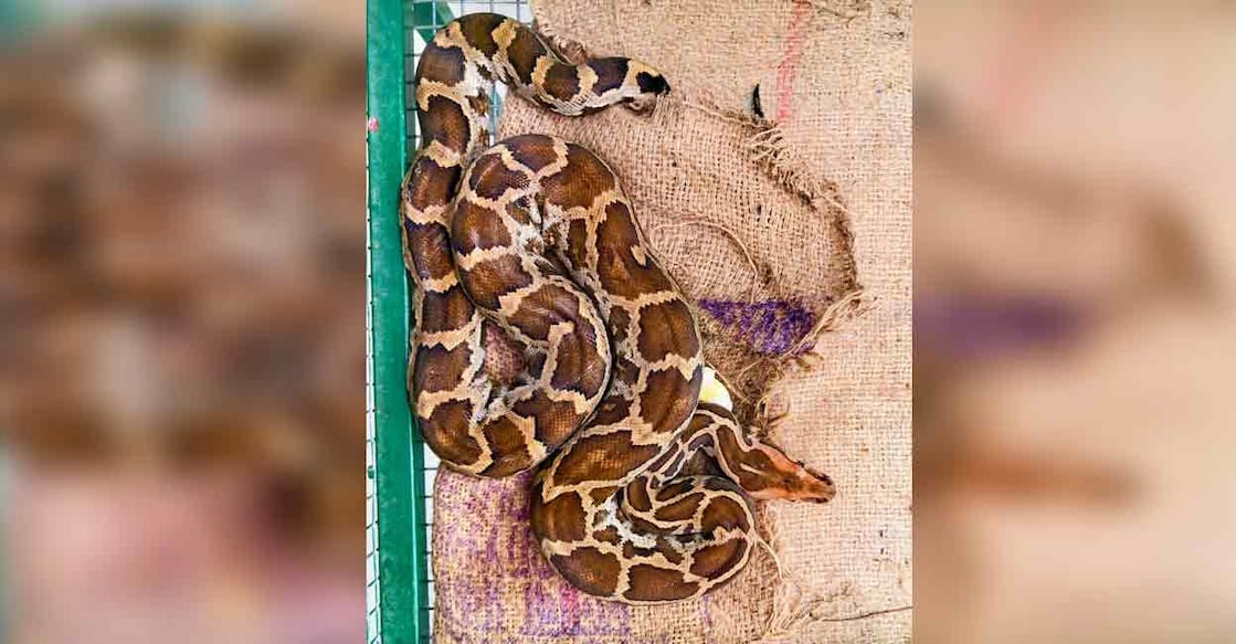 python The python which was shipped from Lakshadweep to Kochi. Photo: Special arrangement