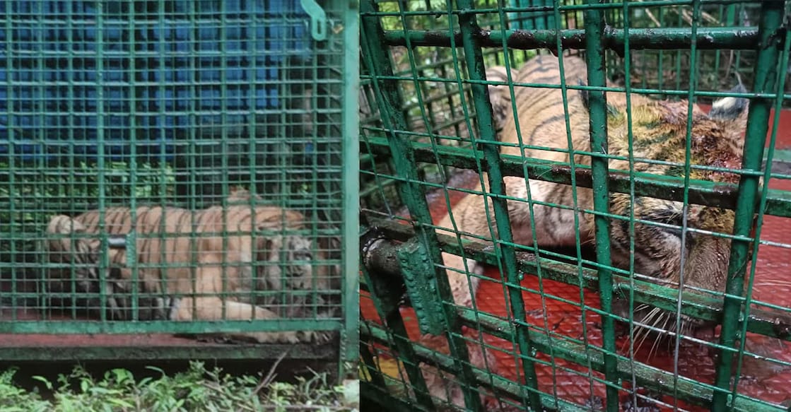 The tiger was trapped in a cage set up by the Forest Department on Sunday. Photo: Manorama