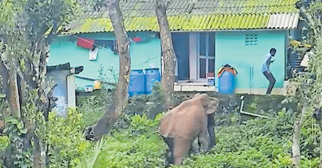 Wild tusker chases away residents who tried to scare it off at Muthamizh Nagar. Photo: Special arrangement