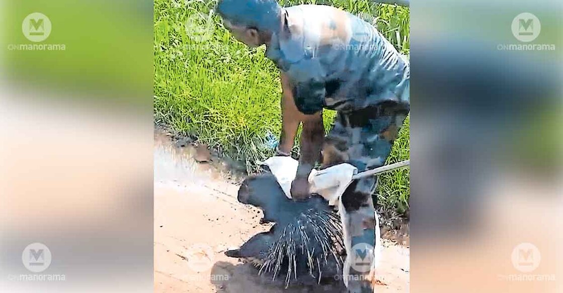 porcupine-rescue-konni