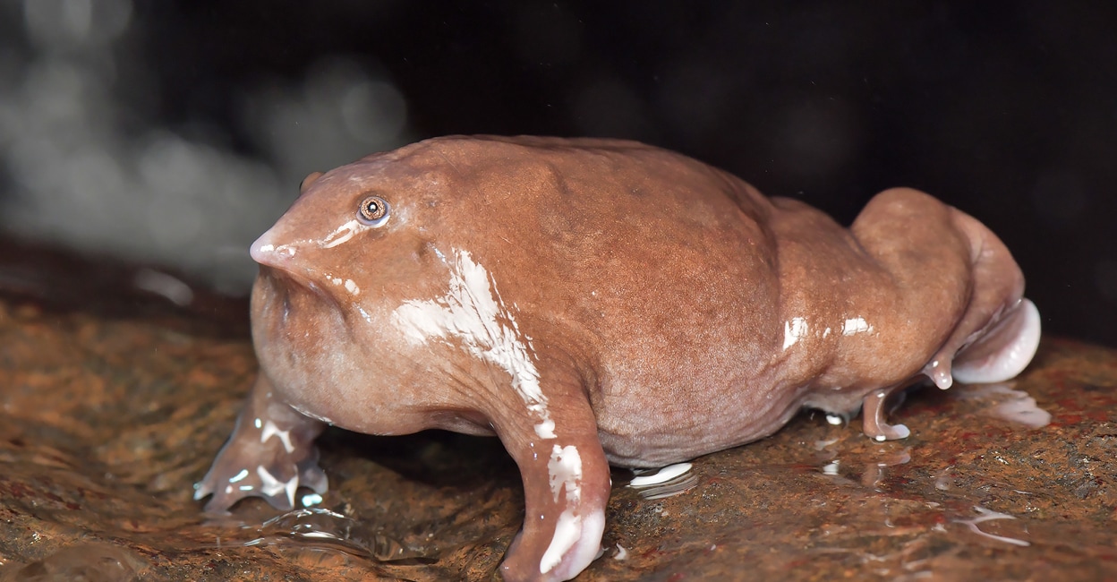 Caught between myth and climate change: Can 'Mahabali' save this frog from extinction?