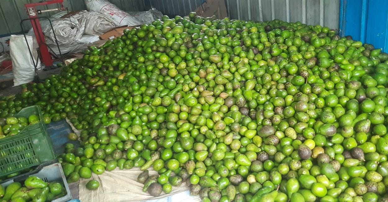 For the first in country, a mission to label 'Wayanad Avocado' as a global brand