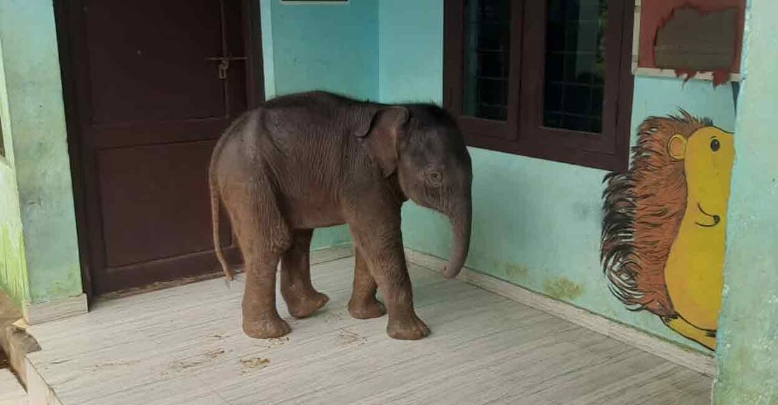 Elephant calf at Government LP School Chekadi. Photo: Special arrangement