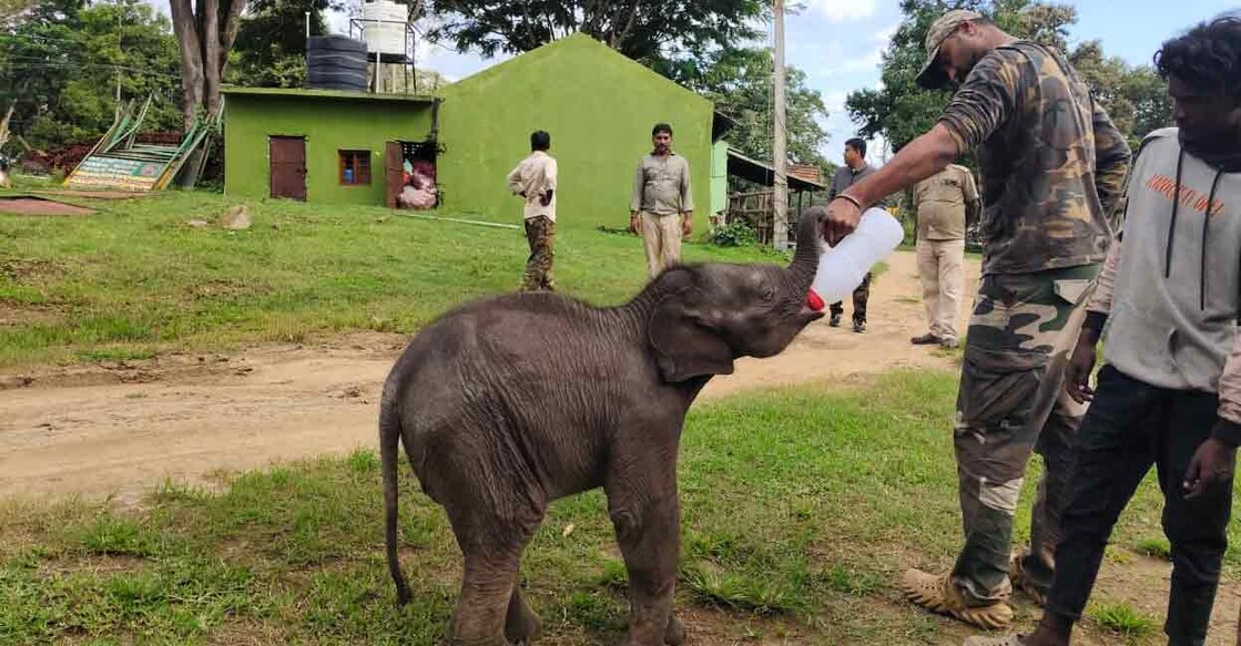 Elephant calf at Bella Forest Camp, Bandipur, Karnataka. Photo: Special arrangement