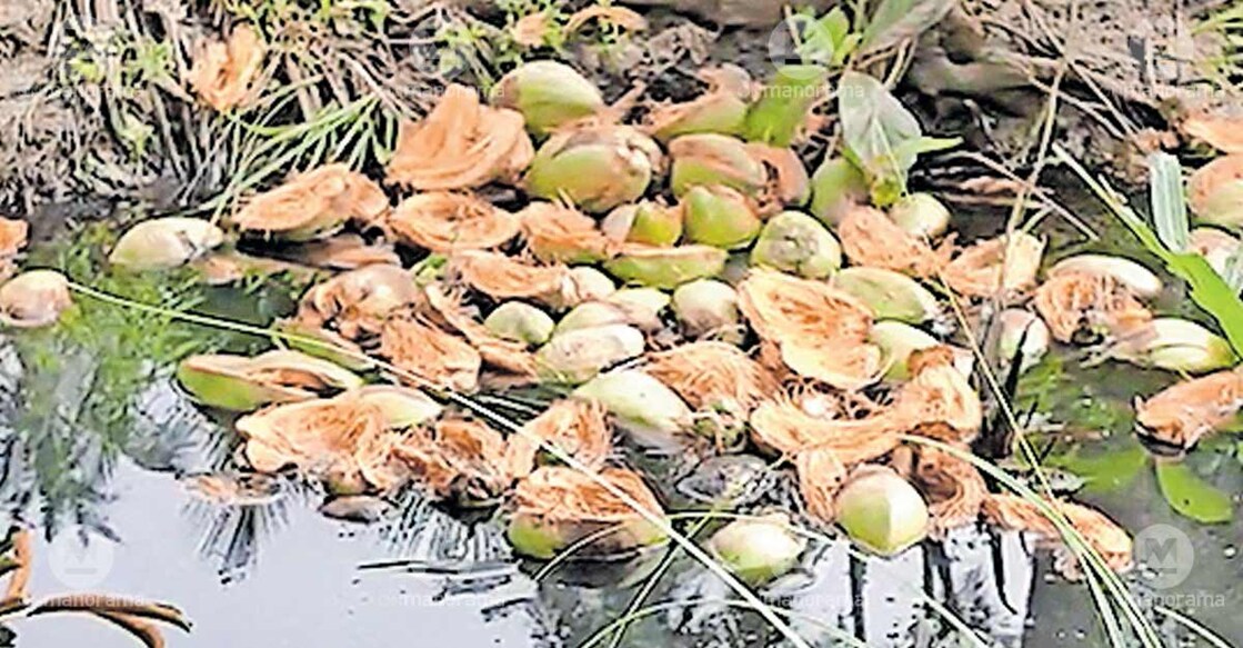 Husks from stolen coconuts abandoned in Arikanchira (video grab).