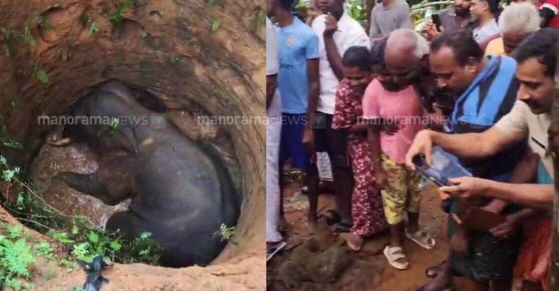 The elephant around 15-years-old fell into the well on a private land in Kothamangalam. Photo: Manorama News