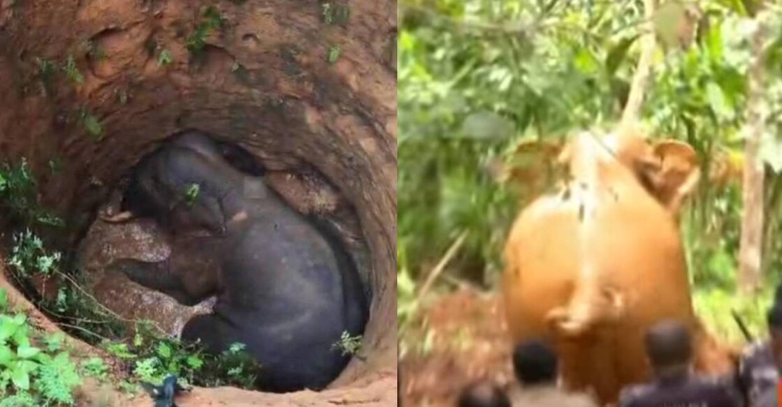 The jumbo is seen trapped inside the well (L) and escapes from the well (R). Photo: Manorama News