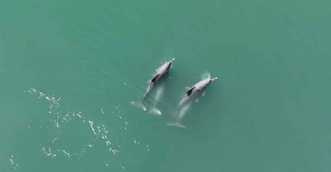 Drone image captured by ICAR-CIFT researchers showing a mating pod of humpback dolphins off the Kochi coast.  Photo: Special arrangement