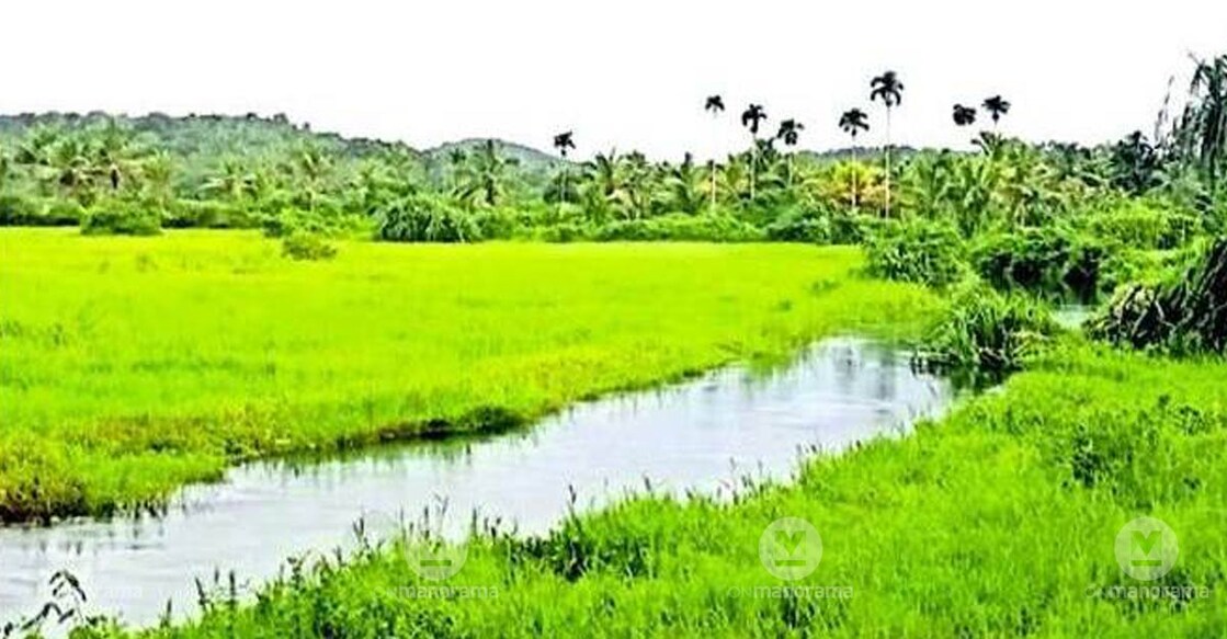 A view of the Kandambathu Thazhe polder. Photo: Special arrangement
