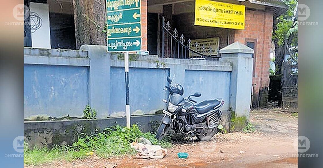 Injured dog lying in front of the veterinary hospital building. Photo: Special arrangement