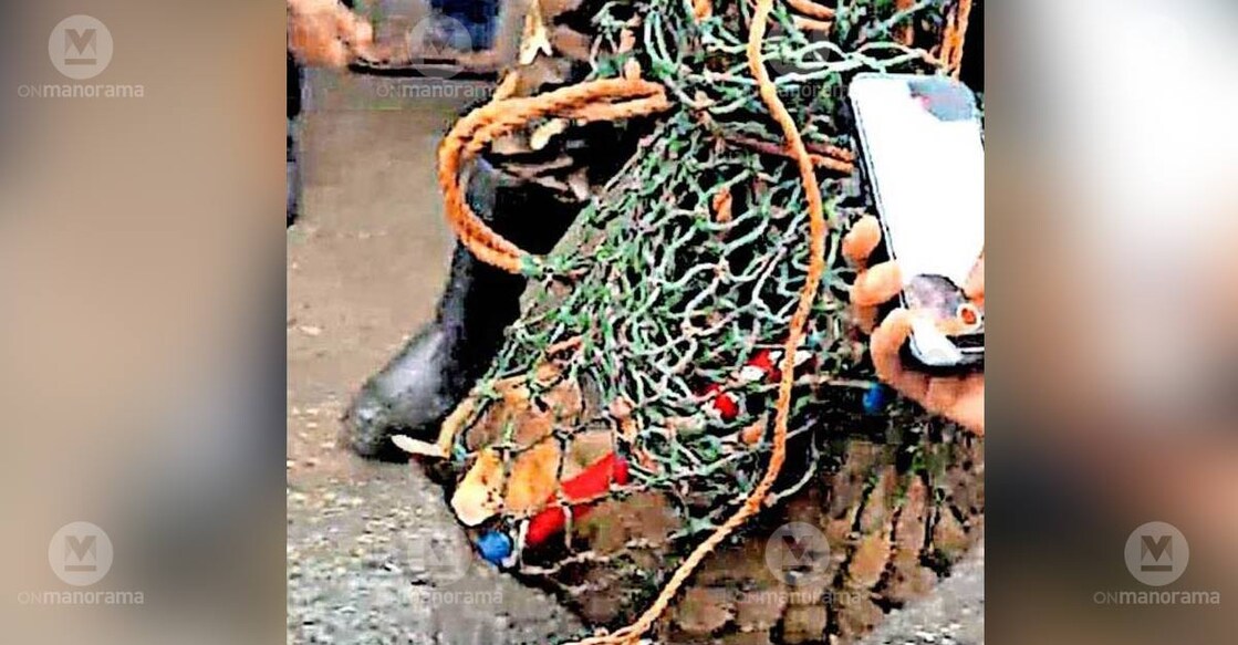 The wild cat that injured four persons being captured by forest officials in Pulinjal. Photo: Special arrangement