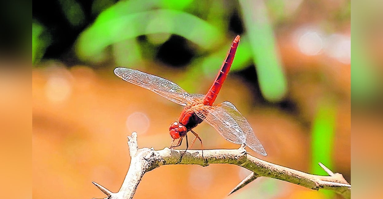 Rare Ice Age dragonfly found in Munnar