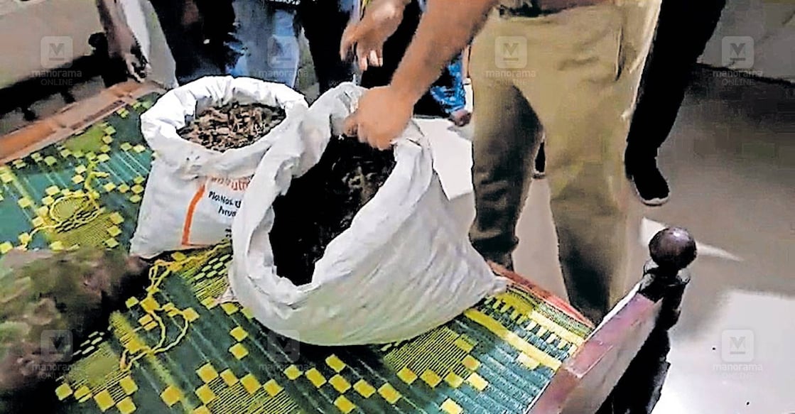The seized ganja. Photo: Manorama