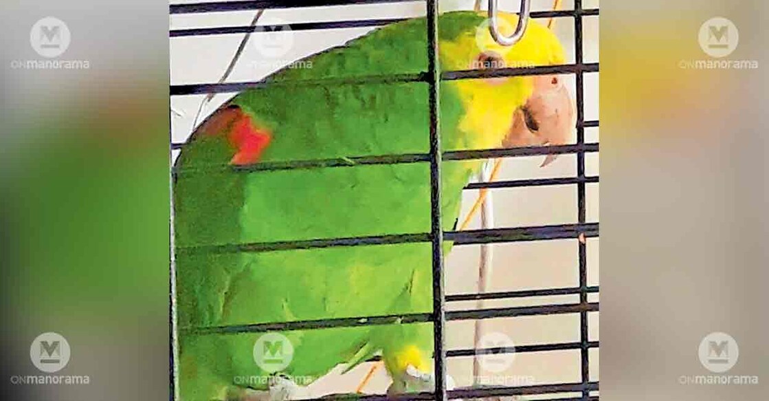 missing-parrot