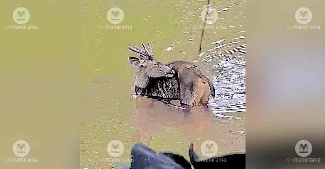 sambar-deer-floating