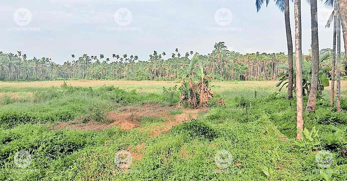 paddy-cultivation-tractor