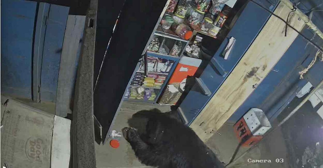 Sloth bear breaks into a provision store at Boys Company, on the outskirts of Coonoor city. Photo: Special arrangement