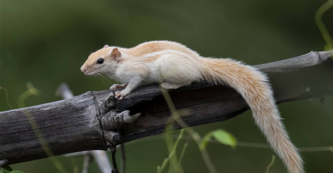 The white squirrel spotted at Netta. Photo: Sumesh Vellarada/ Special Arrangement. 