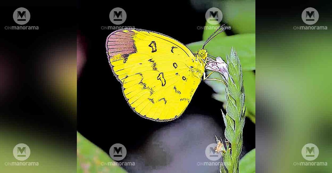sahyadri-grass-yellow